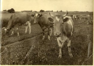 Kramer Cows